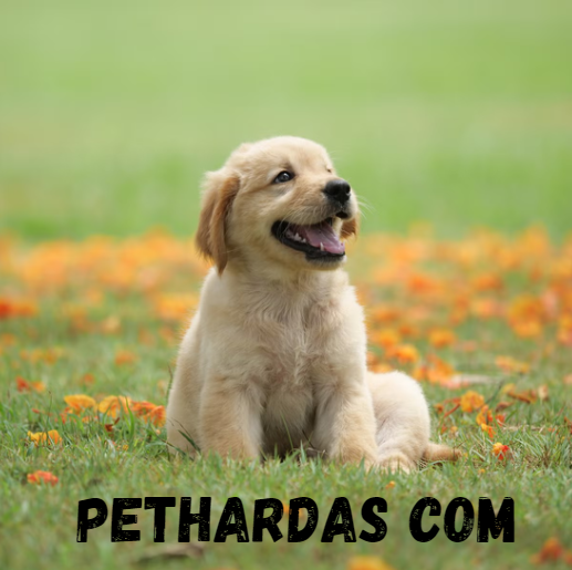 Pethardas Com: The Ultimate Online Pet Store