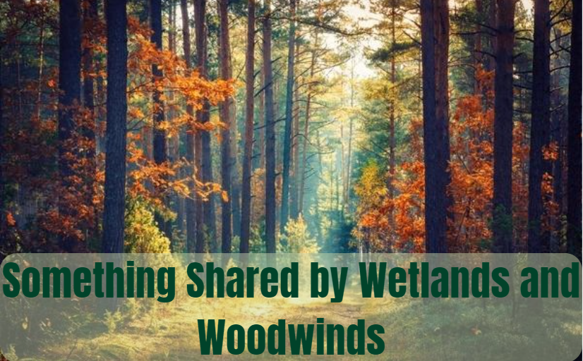 Something Shared By Wetlands And Woodwinds: Exploring The Connection